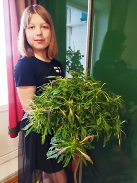 Колеус Fancy Feathers Pink